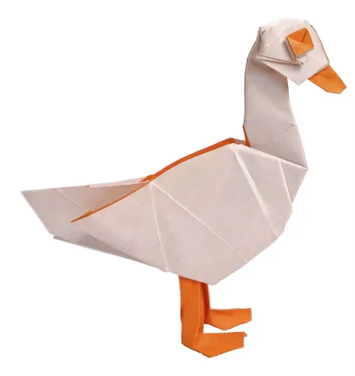 Duck