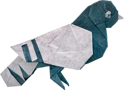 Pigeon