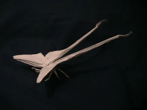 Luna Moth