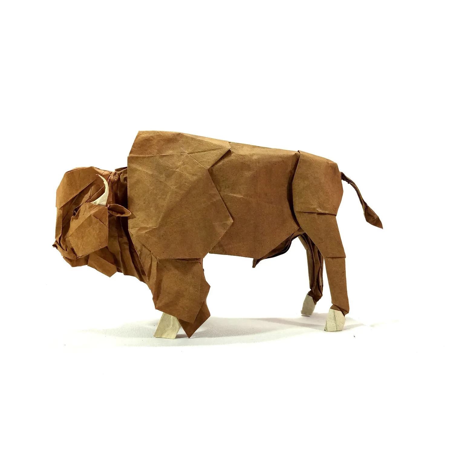 American Bison␠