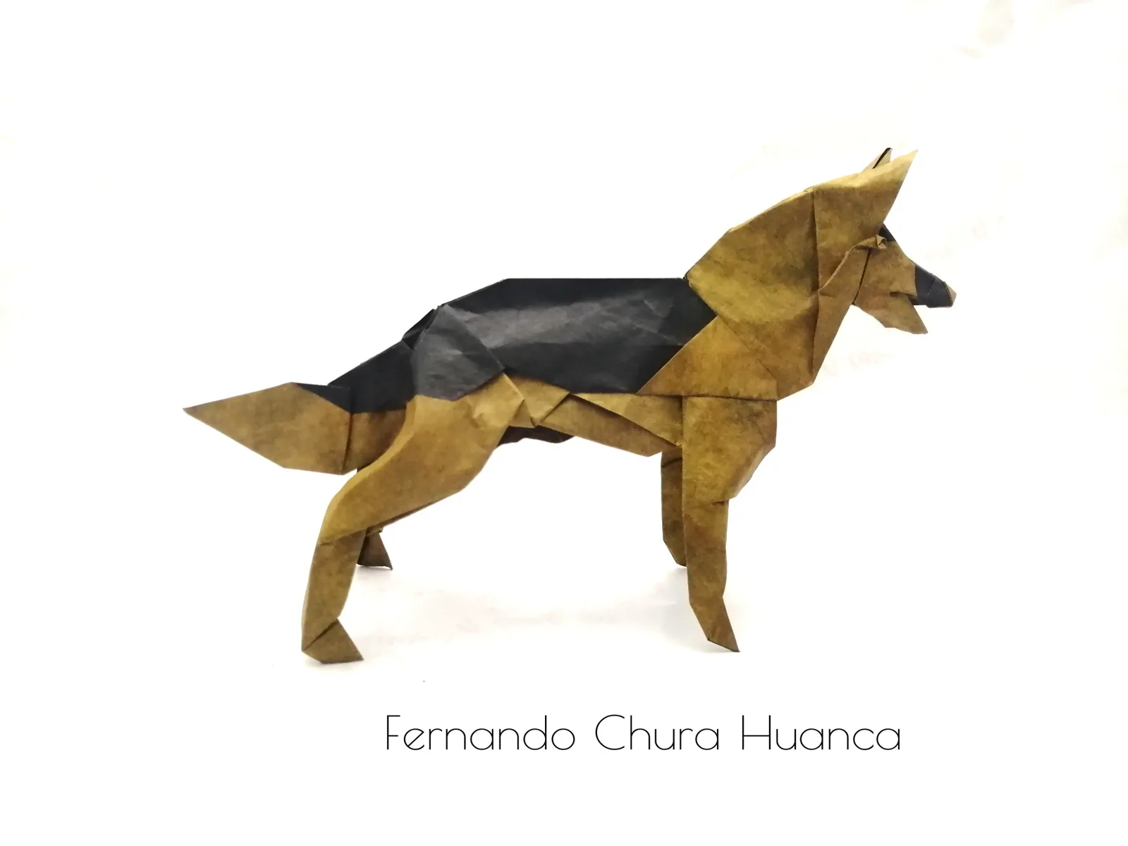 German Shepherd␠