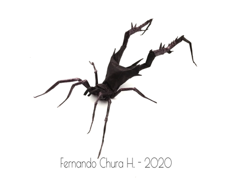 Holoversia Nigra