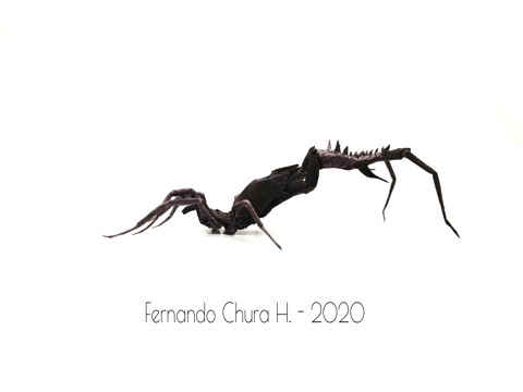 Holoversia Nigra
