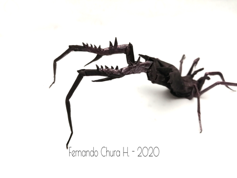 Holoversia Nigra