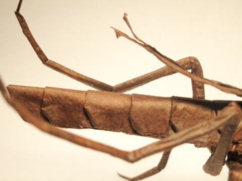 Mosquito