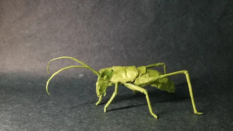 Round headed katydid nymph