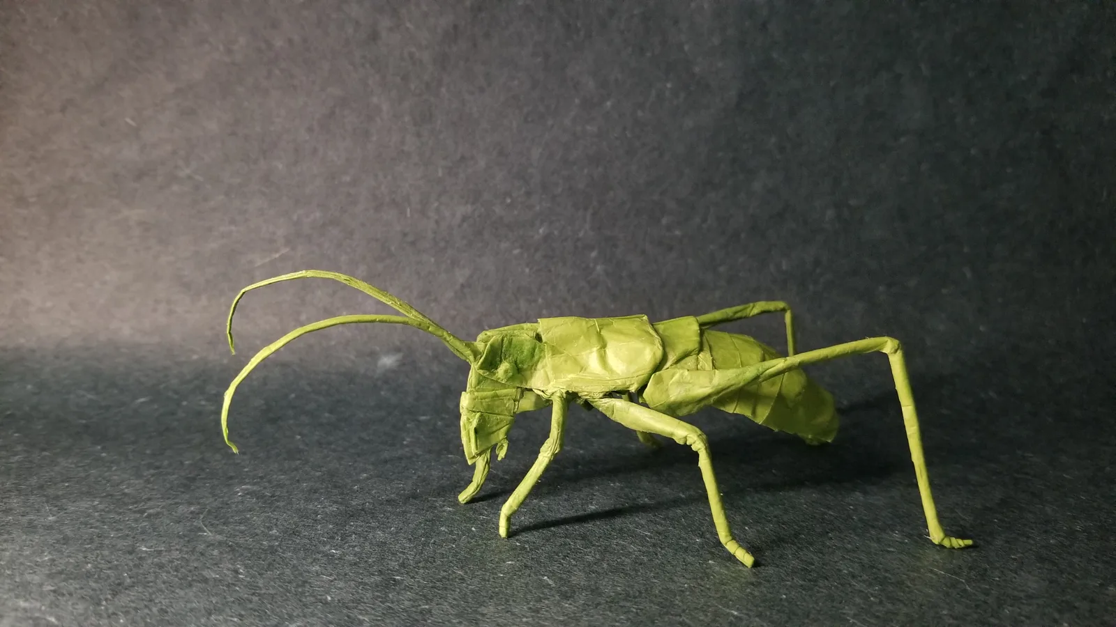 Round headed katydid nymph