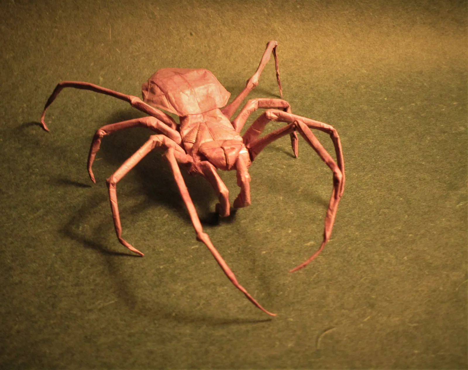 Spider