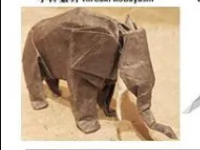 African elephant