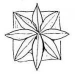 Flower or Star
