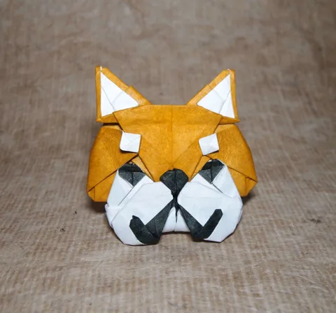 Shiba inu face