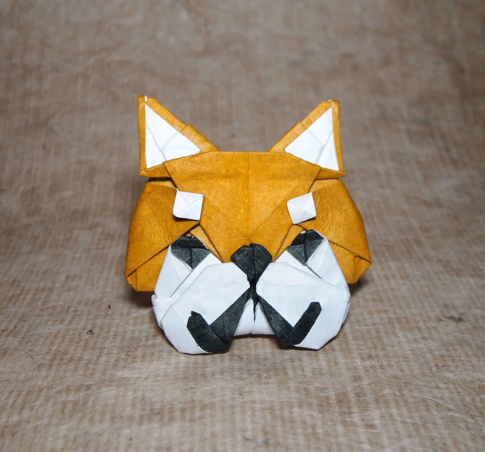 Shiba inu face