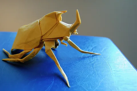 Rhinoceros Beetle