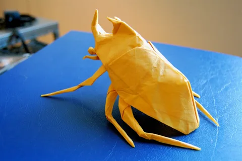 Rhinoceros Beetle