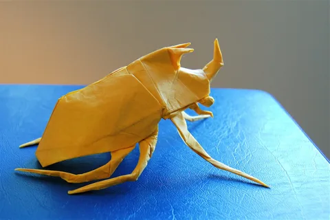 Rhinoceros Beetle