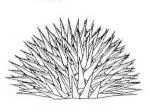 Sea urchin - 145 points