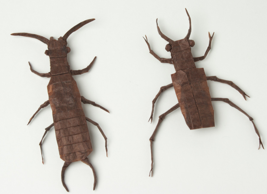 Earwig