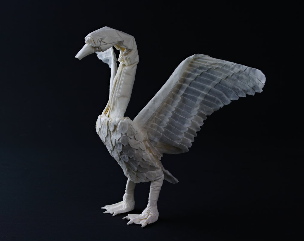 Mute Swan