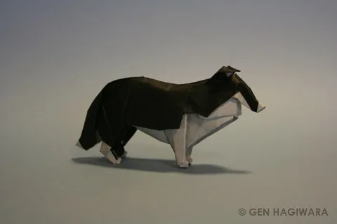 Collie
