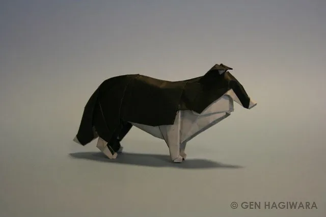 Collie