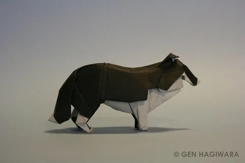 Collie
