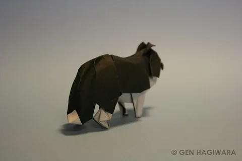 Collie