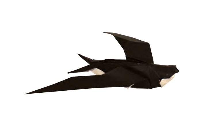 Swallow - flying