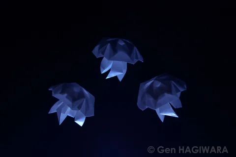 Jellyfish