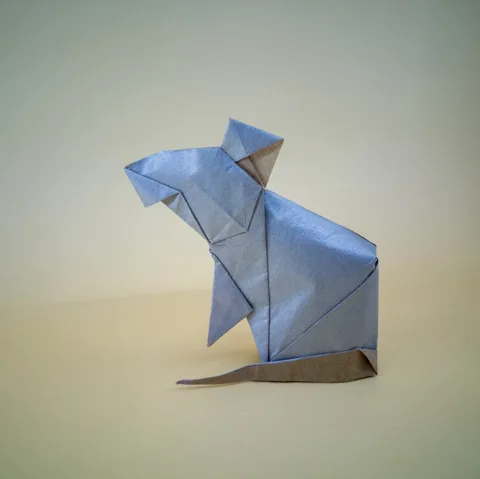 Rat