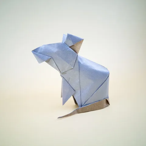 Rat