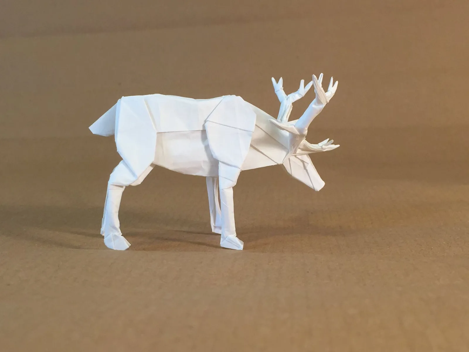 Reindeer
