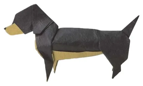 Dachshund