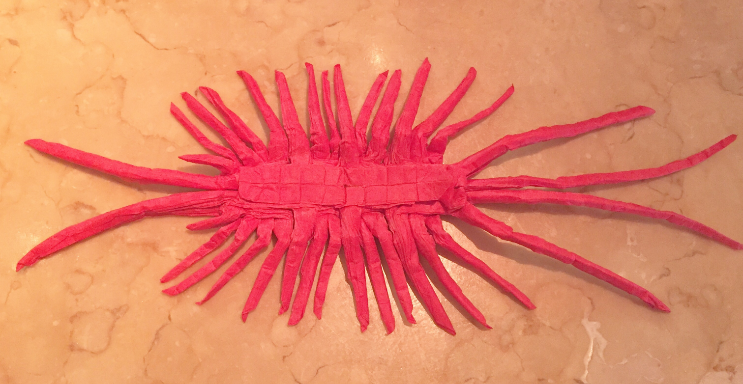 Scutigera coleoptrata 2019
