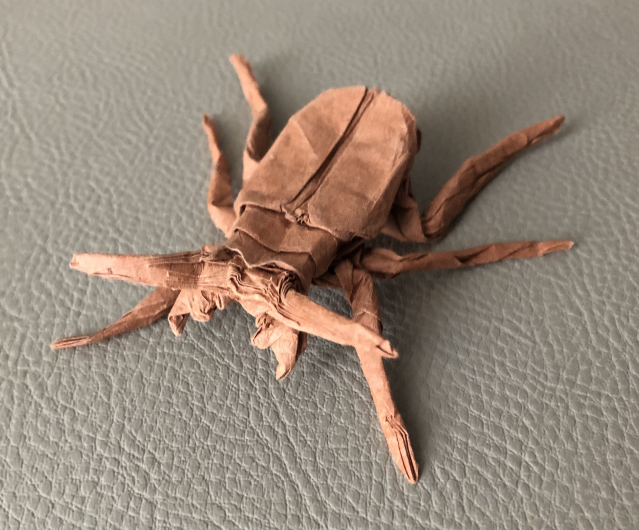 Tiger beetle 22.5