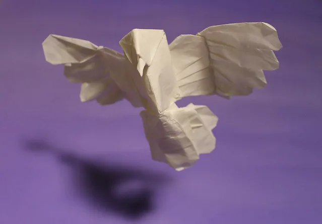 Peace dove