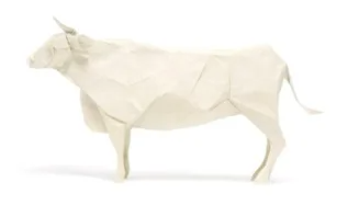 Cattle