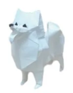 Samoyed