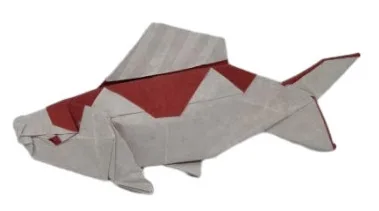 Koi