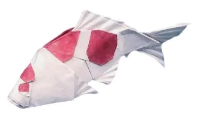 Koi