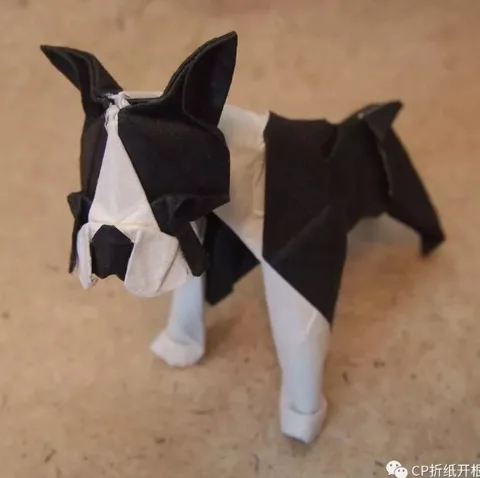 Boston terrier 2 (PD) (Dog)