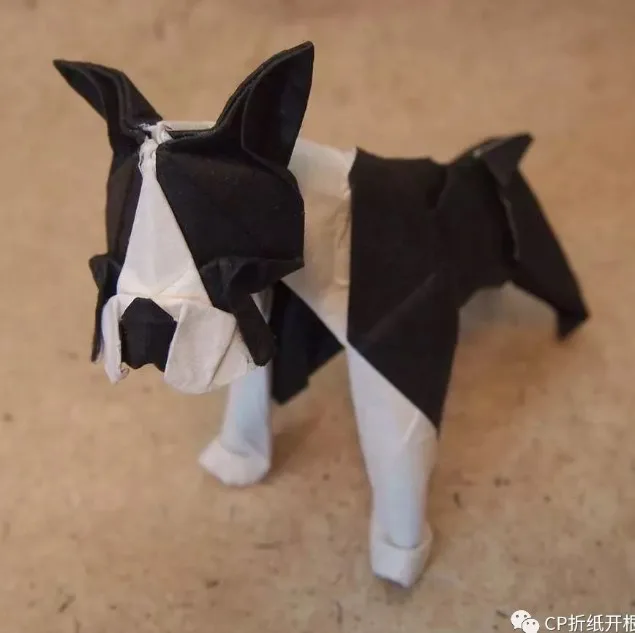 Boston terrier 2 (PD) (Dog)