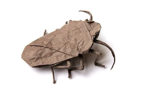 Brown Marmorated Stinkbug