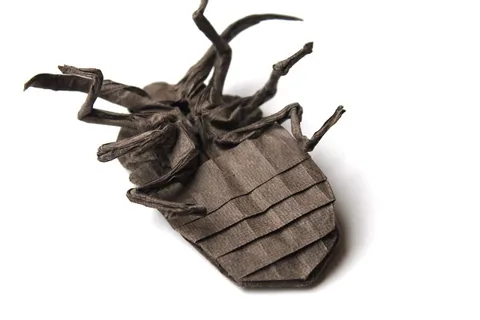 Brown Marmorated Stinkbug