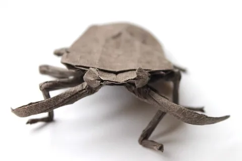 Brown Marmorated Stinkbug