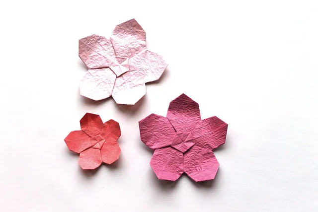 Cherry blossom