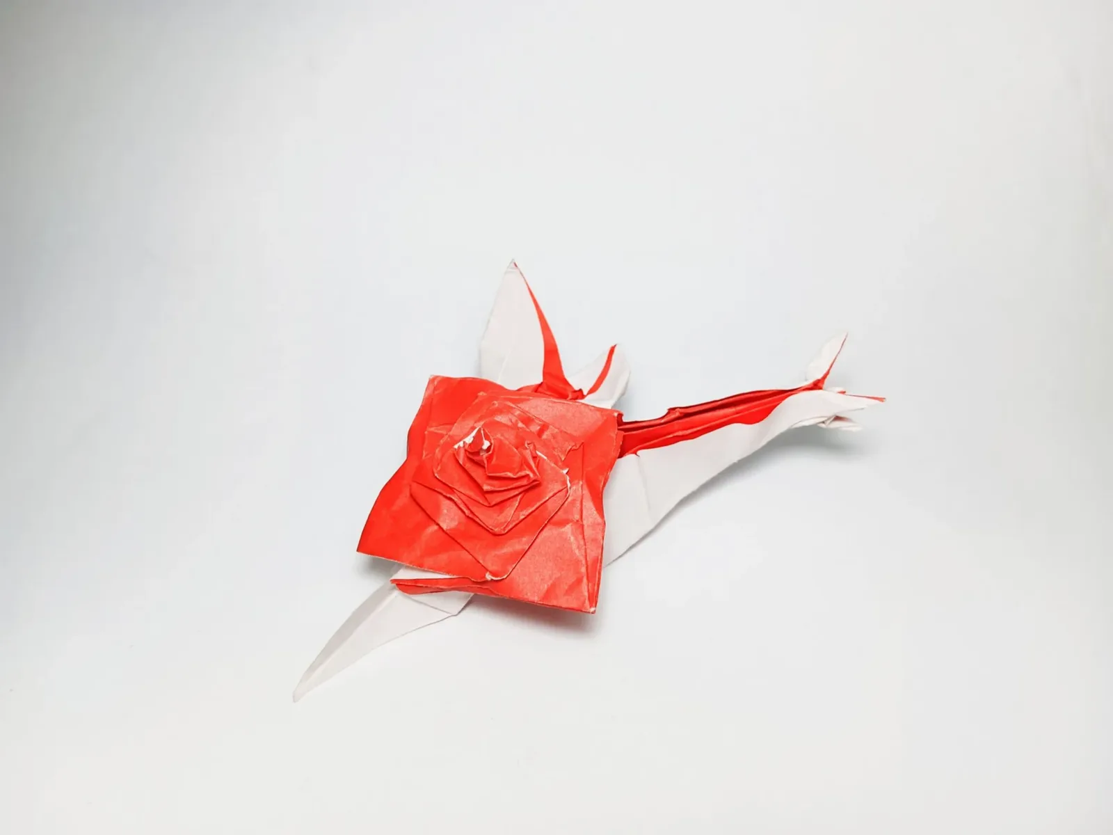 Rose Snail