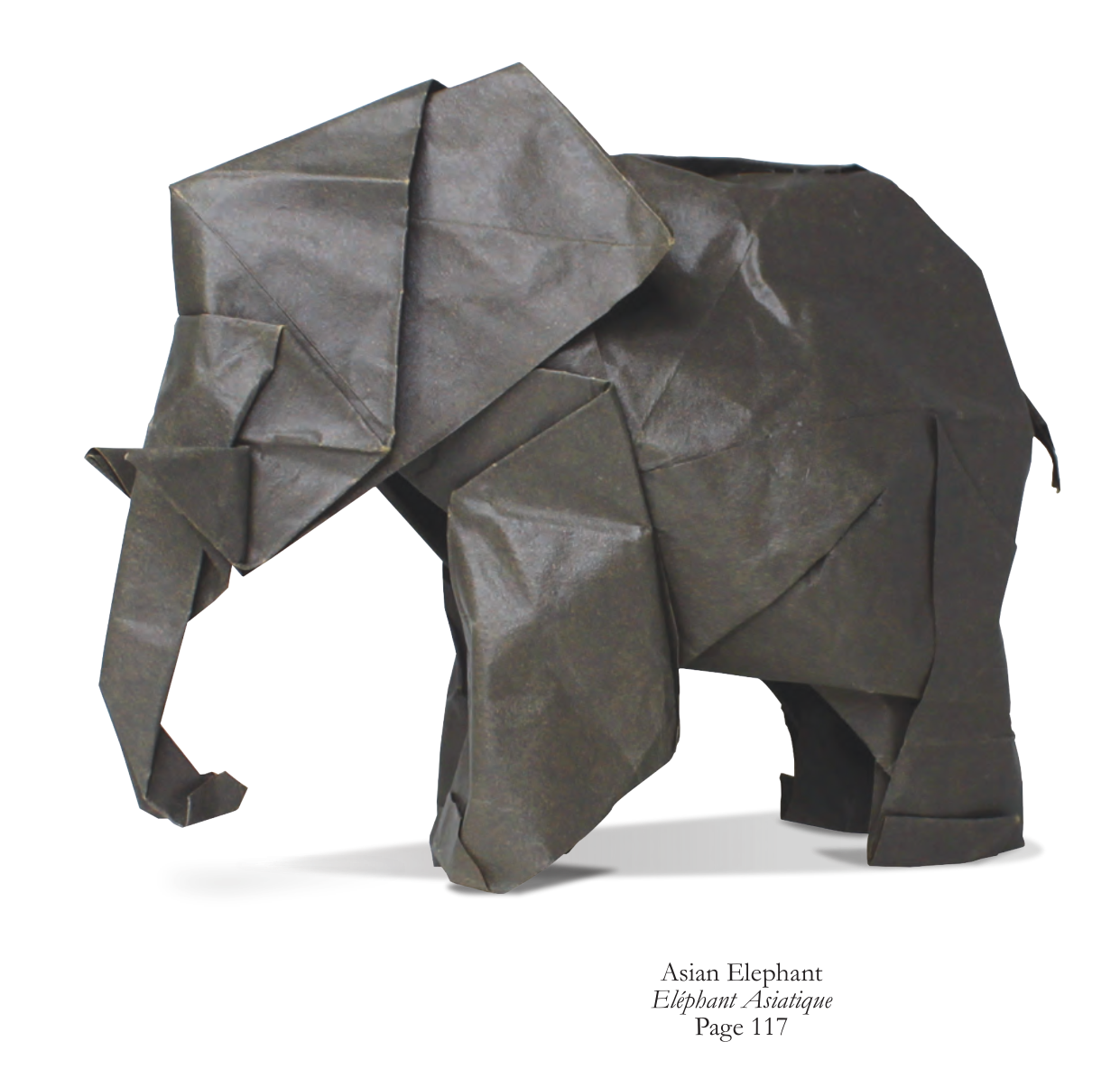 Asian elephant