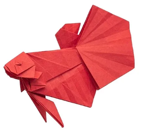 Fighting fish