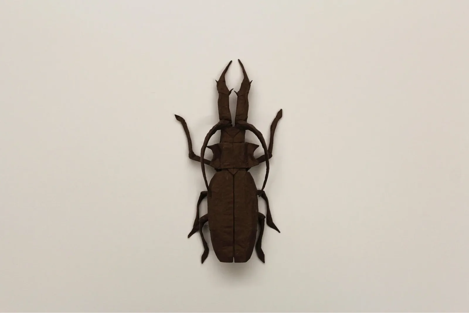 Macrodontia Cervicornis