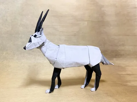Arabian Oryx 2.5